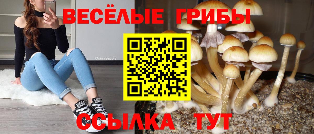 Галлюциногенные грибы Psilocybine cubensis Ачинск